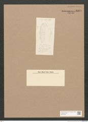 Diatomeae indet. Zeichnungen Sammlung Grunow Nr. 3305 (NHMW-BOT-W0370797)